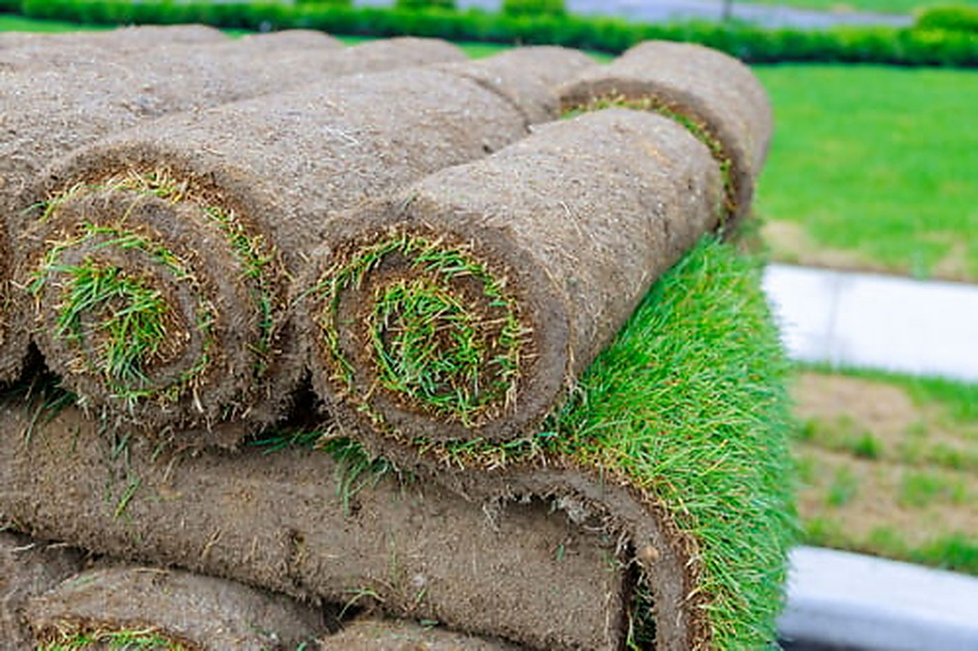 Rolls of natural sod staged beside an established green lawn ready for installation
