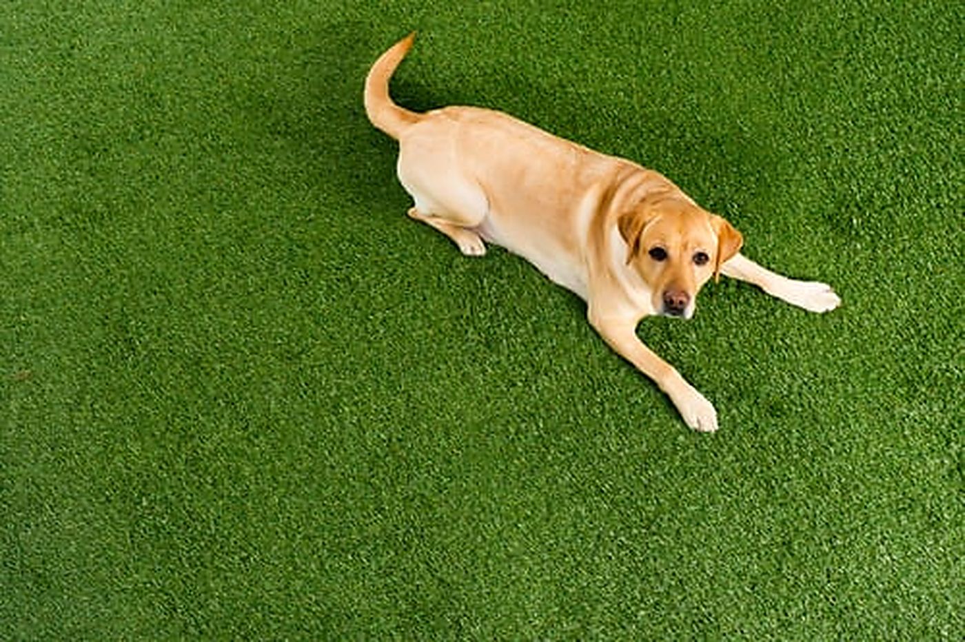 Golden retriever resting comfortably on clean pet-friendly artificial turf
